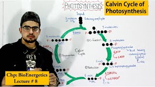 Dark reaction of Photosynthesis  Calvin Cycle [upl. by Ialda444]