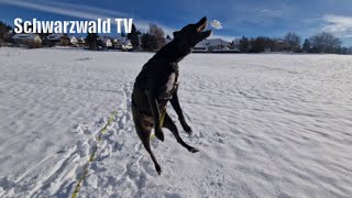 🚨❄ Hund Mylo freut sich über den erneuten Wintereinbruch in Grafenhausen 26112023 [upl. by Ydnir115]