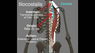 Iliocostalis  Origin amp Insertion [upl. by Poppas]