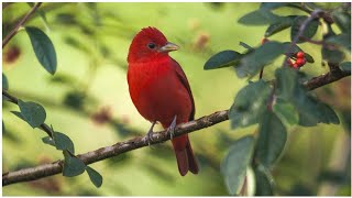 Beautiful 🥰 red summer tanager bird 🐦 best shorts video  4K video  earthioshorts earthio birds [upl. by Hepsiba151]