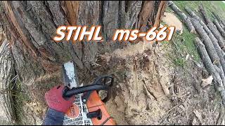 ABATTAGE darbre Peuplier Tree Felling 🌳 ARBORIST  Élagueur Québec qc foryou chainsaw CLIMBING [upl. by Free]