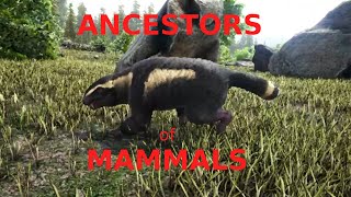 Ancestors of Mammals [upl. by Moody]