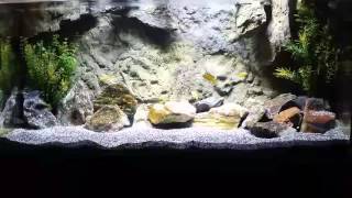 How many mbuna cichlid can you have in a 40 gallon aquarium [upl. by Oderfigis627]