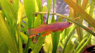 killifish Aphyosemion striatum [upl. by Duahsar]