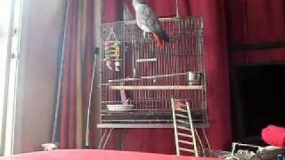 African gray parrot speaking english amp spanish [upl. by Initirb]