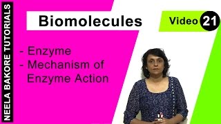 Biomolecules  NEET  Enzyme  Mechanism of Enzyme Action  Neela Bakore Tutorials [upl. by Guglielmo78]