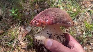 BOLETUS EDULIS Y PINOPHILUS [upl. by Rangel]