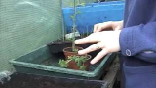 January Planting  Claires Allotment part 58 [upl. by Ulu455]