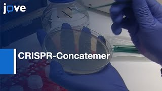 Multiple Gene Knockout Mouse Small Intestinal Organoids Using CRISPRConcatemer l Protocol Preview [upl. by Ahsain262]