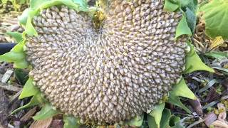 When and How to Harvest Sunflower Seed Heads [upl. by Lalla]