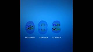 Meiosis cell division Animation  3DClass 12 Cell cycle and cell division [upl. by Zeta]