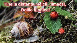 SOLUTIA naturala care tine la distanta melcii si bolile fungice la capsuni [upl. by Sidney]