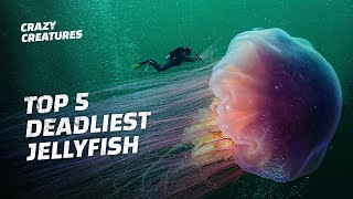 The Top 5 Deadliest Jellyfish [upl. by Crompton]