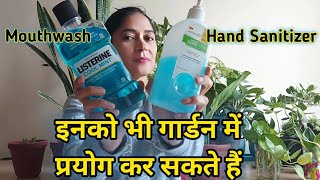 How to use mouthwash or sanitizer in gardeningबागवानी में माउथवॉश या सैनिटाइजर का उपयोग कैसे करें [upl. by Yebot]