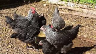 poules de marans 10 semaines [upl. by Tim]