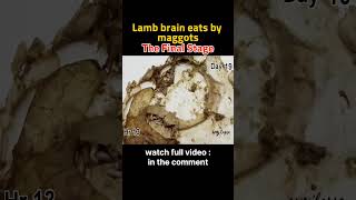 Lamb brain eats by maggots stage six timelapse [upl. by Roane]