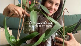 🌱 Cultivar orquídeas en agua te aconsejo cuándo y cómo hacerlo  Infojardineriaes [upl. by Halilahk]