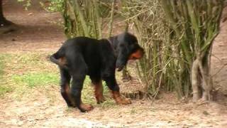 Gordon Setter Foresters of Darkmoor QWurf  Video 3 [upl. by Gerard]