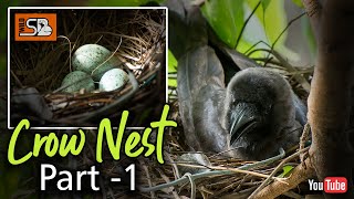 Crow Nest  crows wildlife [upl. by Orteip]