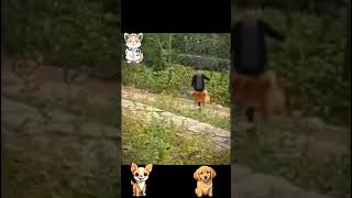 funny cats 😂 cats videos animals funny funnyvideo cute dogs reels youtubeshorts cat youtube [upl. by Elberta]