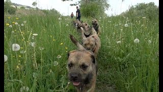 Border Terrier Treffen [upl. by Eirek]