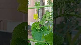 Pollination of Ridge gourd 🥦 [upl. by Nudnarb]