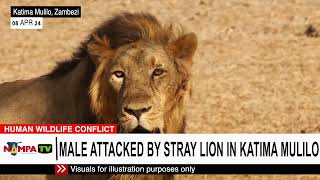 Male attacked by stray lion [upl. by Celine]