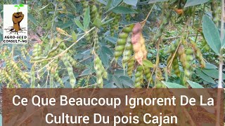 Ce Que Beaucoup Ignorent De La Culture Du pois Cajan [upl. by Fellner]