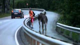 Two moose meets cyclist [upl. by Leimaj]