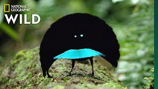 Rare Footage of New Bird of Paradise Species Shows Odd Courtship Dance  Nat Geo Wild [upl. by Sordnaxela715]