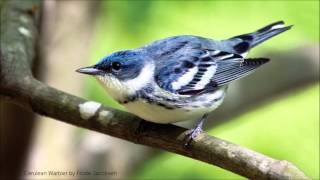 Cerulean Warbler Song [upl. by Tiedeman]