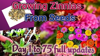 How to grow Giant Zinnias from Seeds Starting seeds to Flowering full Updates Day 0 to 75 [upl. by Nawrocki]