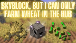 Only Farming Wheat In The Hub Challenge Hypixel Skyblock [upl. by Topping]