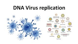 Replication of DNA viruses  How DNA viruses replicate  virology  USMLE [upl. by Roslyn]