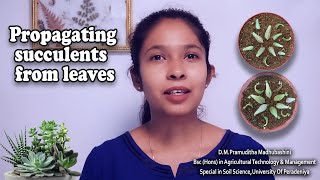 quotsucculentsquot පත්‍ර මගින් ප්‍රචාරණය propagating succulents from leaves [upl. by Aiuqal]