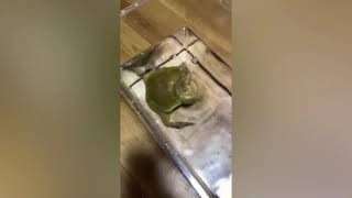 Frog screaming underwater but low pitch [upl. by Chelsea]