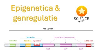 Epigenetica en genregulatie [upl. by Acimak689]