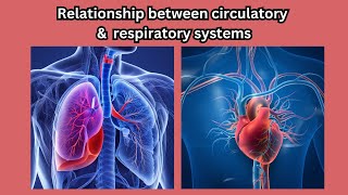 Understanding the relationship between respiratory and circulatory systems [upl. by Anahsohs]