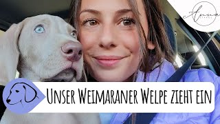 Eingewöhnungszeit Unser Weimaraner Welpe Iorweth zieht ein [upl. by Shelden]