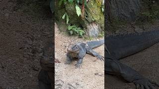 Rhinoceros Iguana  SINGAPORE ZOO 2024 [upl. by Vinnie]