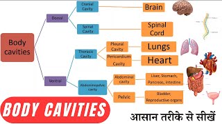 Body Cavities  Anatomy and Physiology  Hindi [upl. by Lehrer]