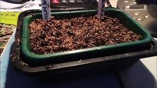 How to  Germination banana seeds [upl. by Enyawud]