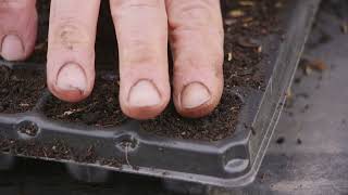 Sowing Tomato and Capsicum Seeds [upl. by Neelyak]