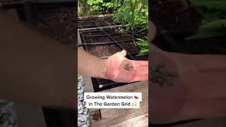 🍉 Planting Watermelon Seeds In The Garden Grid™️  Spacing amp Tips to Keep In Mind 🙌 [upl. by Collette571]