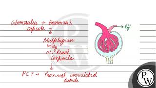 Draw a diagram of Malpighian body Why is the blood pressure higher in the glomerular capillaries [upl. by Kayle]