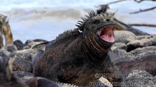 HDObservations  Marine Iguana 4K UHD [upl. by Ricki]