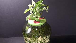 Grow Jade Plant  3 Simple Methods By leaf in WaterBy Stem in water  By Leaf in Soil [upl. by Noiramaj]