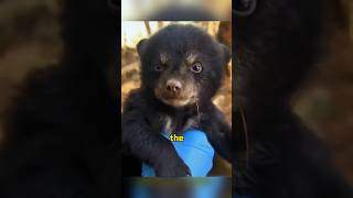 Don’t leave itit treats you as its mother animals rescue shortvideo bear [upl. by Aidnama]