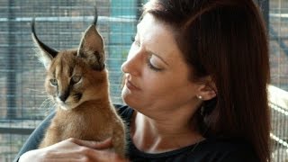 Cross Caracal Gives Girl A Fast Left Hook To The Face Boxing Style🙀🐾 🥊😂 [upl. by Stein]