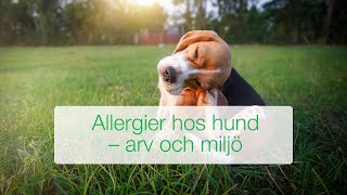 Allergier hos hund  arv amp miljö vad vet man vad säger forskningen [upl. by Atilol]